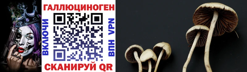 Псилоцибиновые грибы Cubensis  Заречный 